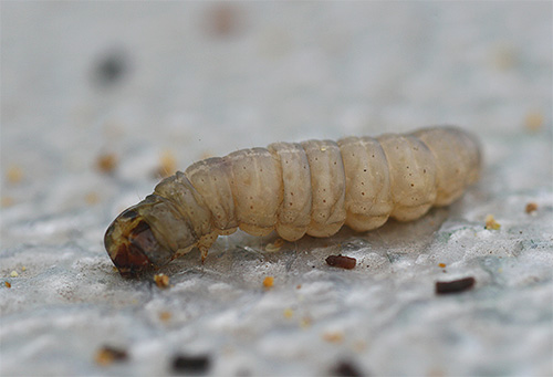 Larva rama-rama lilin secara dekat