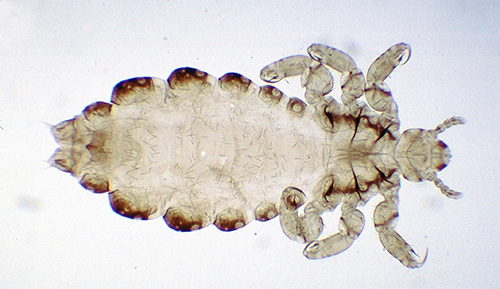 Larva kutu manusia di bawah mikroskop