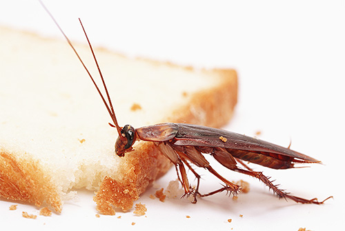 Lipas tertarik dengan bau makanan, yang digunakan dalam perangkap untuk mereka.