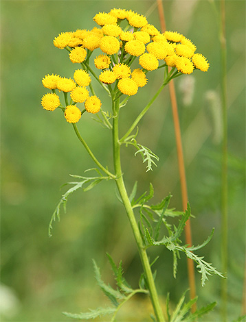 Tansy mempunyai bau yang sangat kuat, jadi ia boleh digunakan untuk menghalau kutu dengan cara yang sama seperti wormwood.