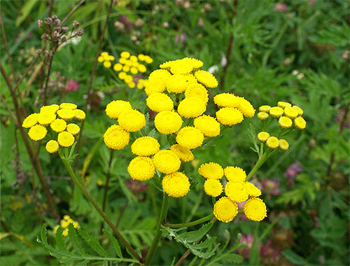 Antara tumbuhan yang baunya takut kutu, tansy dan wormwood amat berkesan.