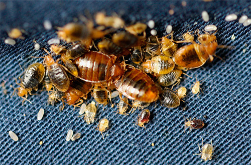 Kami berkenalan dengan ciri-ciri prosedur untuk disinfeksi dari bedbugs ...