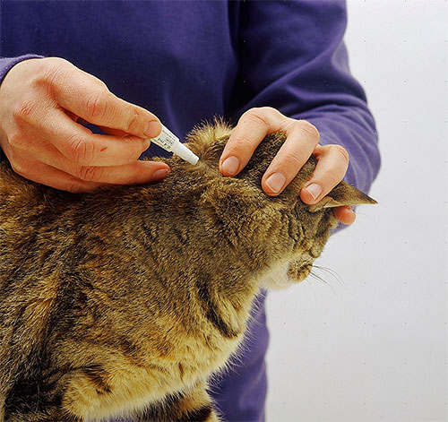 Contoh sapukan ubat kutu pada kucing yang layu.