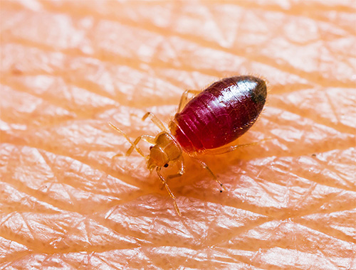 Untuk menghilangkan bedbugs, lebih baik memilih persediaan racun serangga moden.