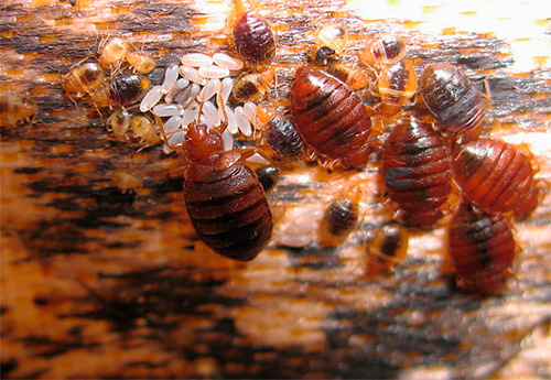 Foto menunjukkan sarang pepijat biasa yang menunjukkan telur dewasa, larva dan parasit.