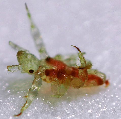 Larva kutu kemaluan adalah sedikit seperti ketam mikroskopik