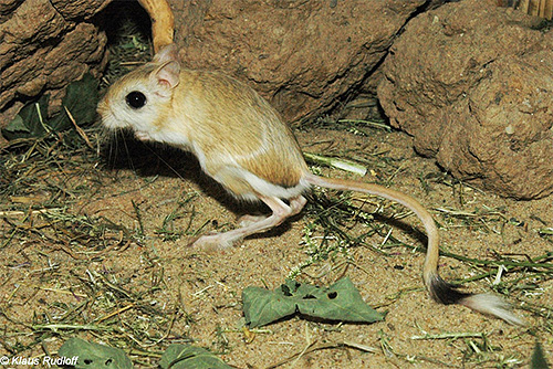 Walaupun wabak hampir dilupakan oleh dunia hari ini, patogennya masih boleh ditemui di koloni jerboa di Asia Tengah.