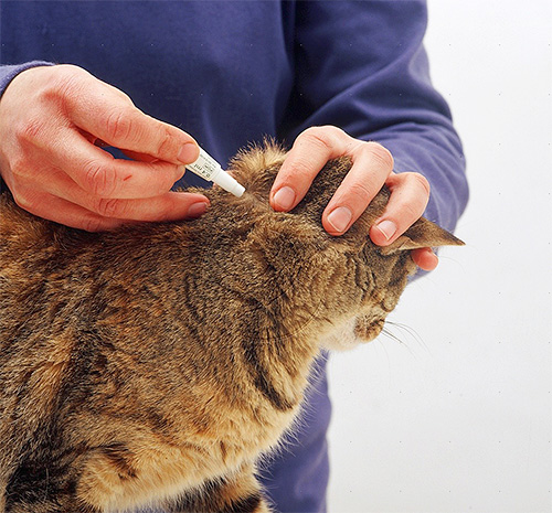 Merawat kucing dengan titisan kutu pada layu