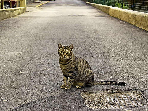 Kolar kutu sangat baik untuk perlindungan kutu untuk kucing luar.