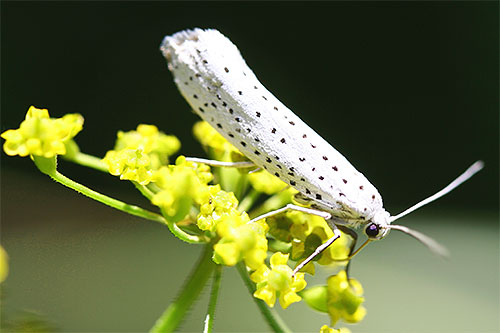 فراشة عثة الطيور Ermine على زهرة