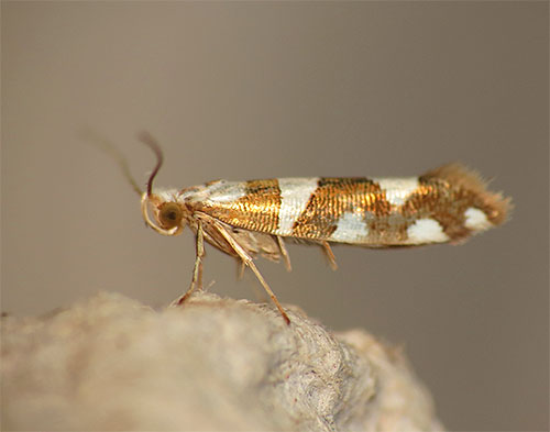 Foto menunjukkan rama-rama rama-rama Argyresthia brockeella