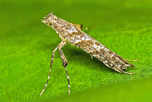 تطوي العثة Caloptilia hemidactylella جناحيها في أنبوب ضيق