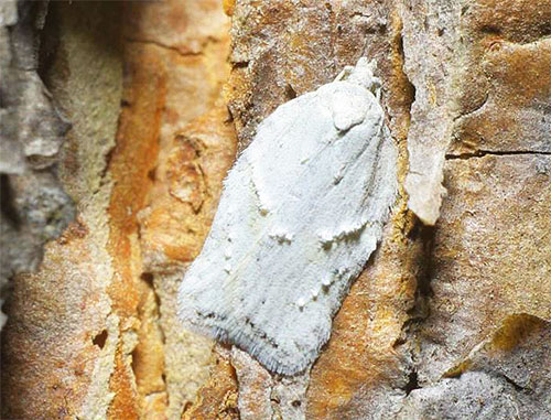 تندمج عثة الثلج (Acleris logiana) في اللون تقريبًا مع لحاء البتولا