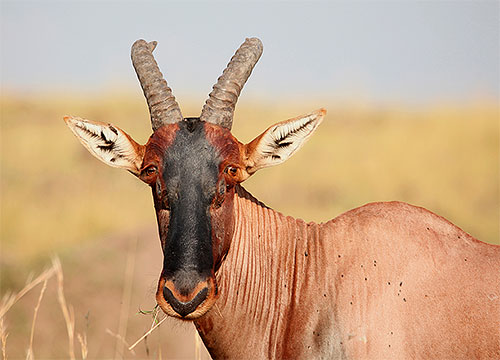 اليرقات من العثة Ceratophaga الفاسقة قادرة على قضم قرون الظباء الأفريقية من الداخل.