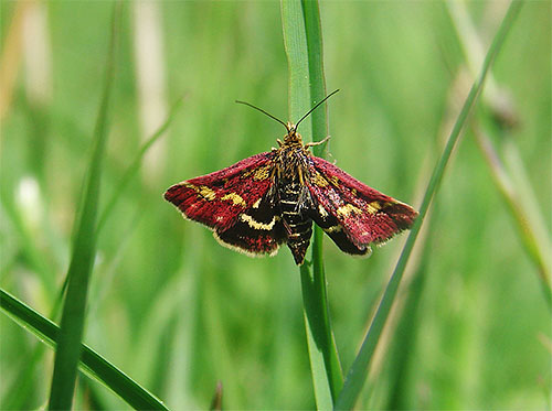 Foto itu menunjukkan rama-rama Pyrausta purpuralis, yang tinggal di Eropah.