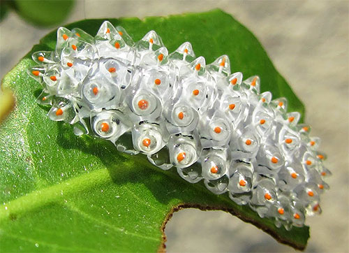 Ulat ini, yang kelihatan seperti gugusan kristal kecil, juga merupakan larva rama-rama (Acraga Coa dari keluarga Dalcerid)