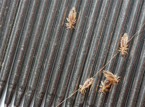 Foto menunjukkan kutu disikat keluar dari rambut dengan sikat.