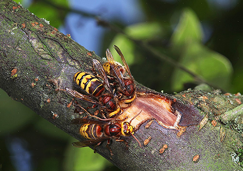 Hornets menggunakan kulit pokok yang dikunyah untuk membina sarang.