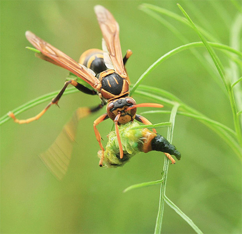 Semasa penerbangan, hornet Asia gergasi mungkin menyerupai burung kecil.