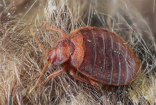 Bedbug pada badan haiwan peliharaan.