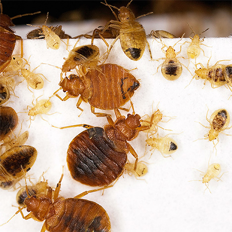 Racun dalam bentuk habuk atau kapur racun serangga dalam kebanyakan kes tidak akan memberi kesan yang ketara pada bedbugs