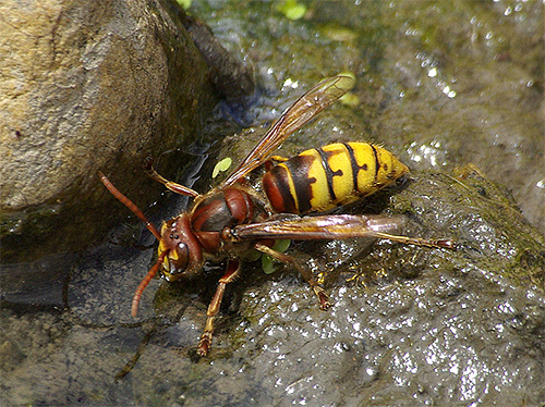 Hornet minum air