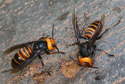 Bumblebee benar-benar tidak berdaya melawan tebuan Asia gergasi