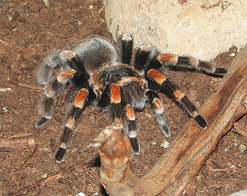 Labah-labah tarantula, sebagai tambahan kepada web, juga boleh menggunakan racunnya yang kuat