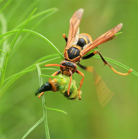 Hornet adalah pemangsa biasa