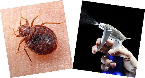 Kami berurusan dengan ciri-ciri kerja semburan dan aerosol untuk pemusnahan bedbugs ...