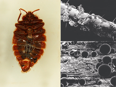 Ubat bedbug berkapsul mikro bertindak cepat ke atas sistem saraf parasit