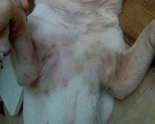 Dermatitis pada anjing boleh muncul disebabkan oleh gigitan kutu yang kerap dan besar.