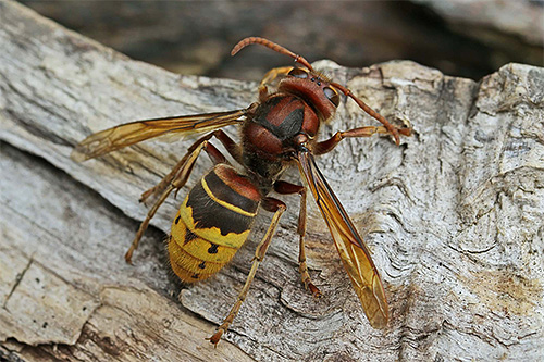 Hornet Eropah (biasa)