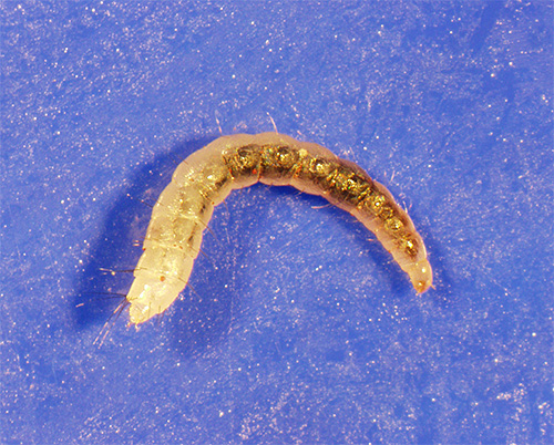 Larva kutu