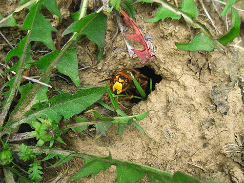 Hornet boleh meletakkan sarangnya jauh dari apiari dan terbang ke sana secara berkala.