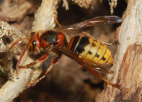 Hornet lebih besar daripada tebuan dan berbeza daripada mereka dalam warna keperangan.