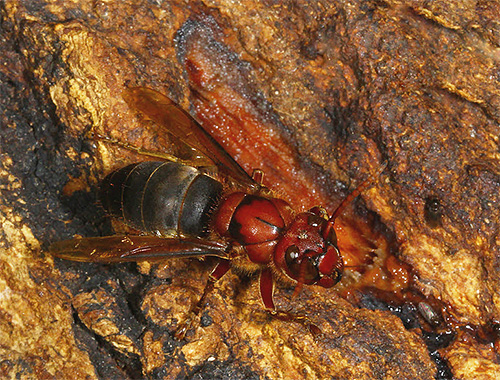 Hornet hitam duduk di atas pokok