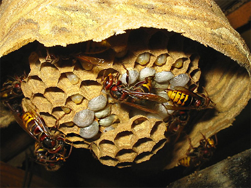 Larva tebuan yang matang keputihan kelihatan dalam sikat sarang.