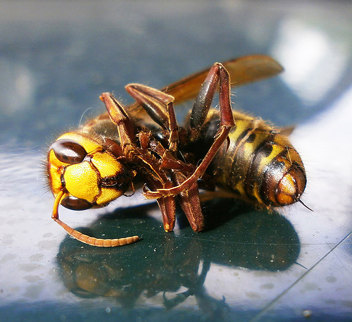 Jika dalam mimpi anda membunuh seekor lebah, ini mungkin menunjukkan bahawa anda ingin menamatkan beberapa masalah yang tidak dapat diselesaikan secepat mungkin.