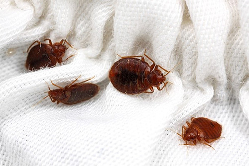 Jika apartmen dipenuhi dengan bedbugs, maka pada waktu malam mereka biasanya boleh ditemui di atas katil jika lampu tiba-tiba dihidupkan.