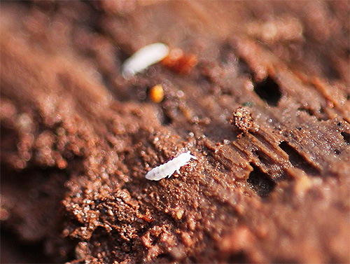 Serangga putih kecil dalam pasu bunga biasanya springtails