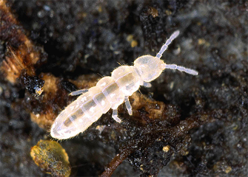 Beginilah rupa springtail pada peningkatan yang ketara.