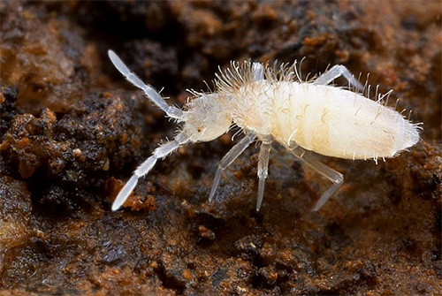 Satu lagi foto close-up springtail