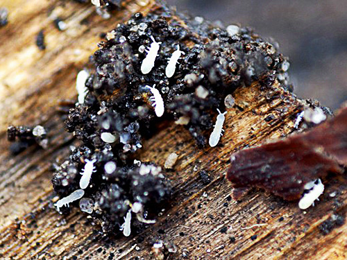 Dengan sejumlah besar springtails dalam pasu tanah, mereka boleh merosakkan akar tumbuhan dengan teruk.