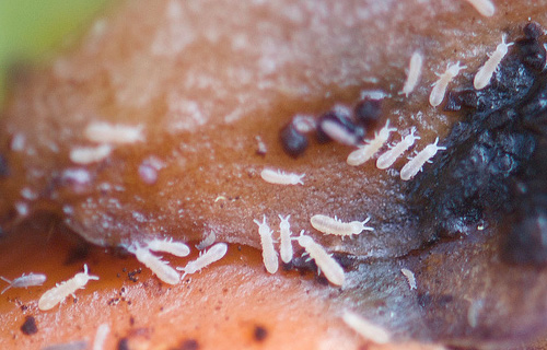 Springtail di apartmen boleh dilihat dalam pasu dengan tumbuhan dalaman