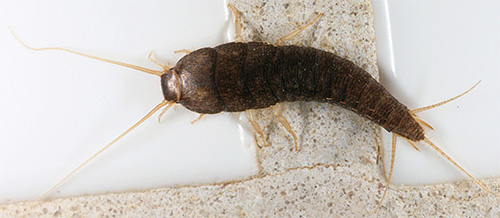 Silverfish kelihatan agak tidak menyenangkan, tetapi mereka benar-benar bezverzhny dan tidak berbahaya kepada manusia.