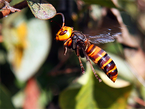 Hornet mempunyai kadar tindak balas yang tinggi dan boleh menyengat dengan cepat, dari hampir mana-mana kedudukan.