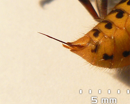 Sengatan lebah boleh mencapai 5-6 mm panjang.