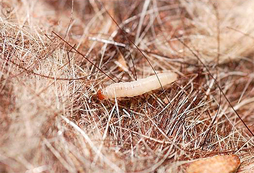 Larva rama-rama pakaian adalah cara cepat merosakkan banyak pakaian di apartmen