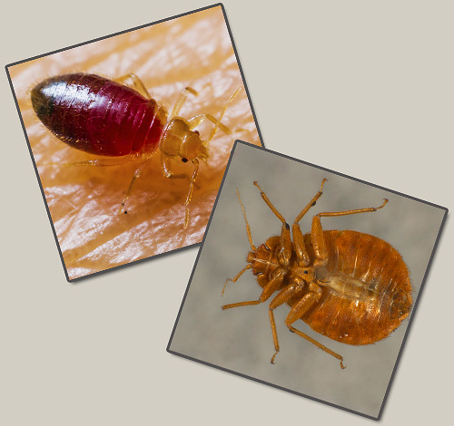 Apabila memilih cara dan kaedah untuk pemusnahan bedbugs, adalah berguna untuk terlebih dahulu membaca ulasan orang-orang yang telah melalui ini dan bersedia untuk berkongsi nuansa penting perjuangan sukar melawan parasit ini ...